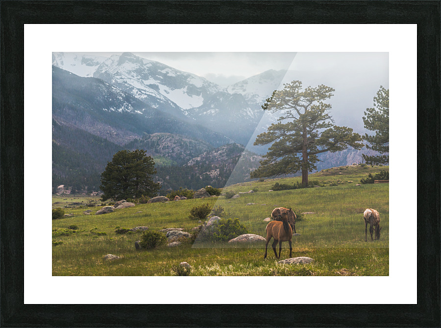 Mountain Elk Picture Frame print