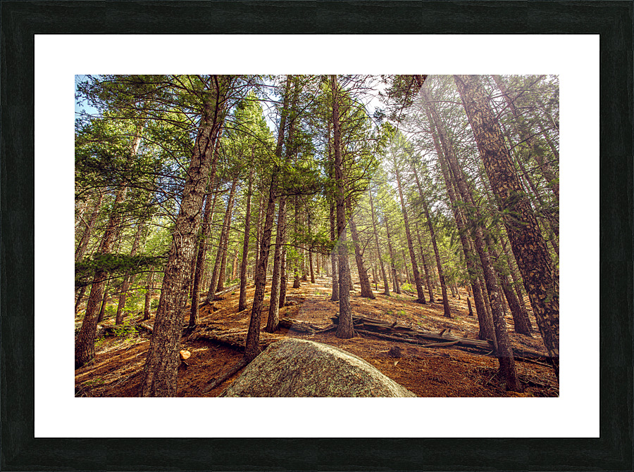 Forest Picture Frame print