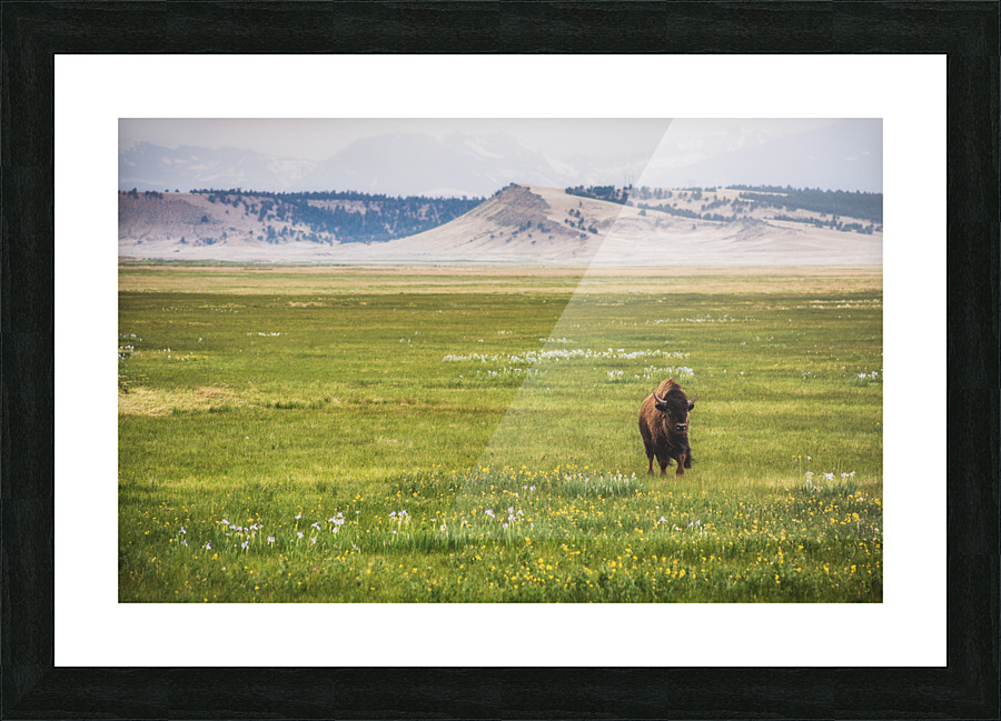 Buffalo Breeze Picture Frame print