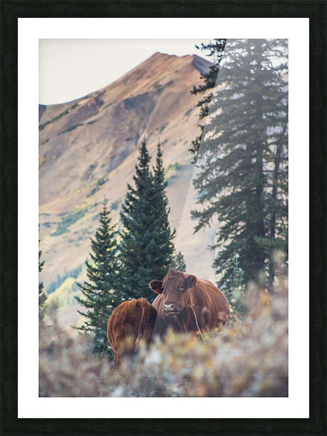 Cows With a View Picture Frame print