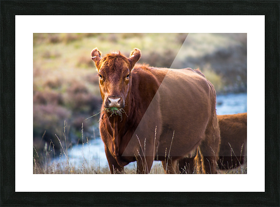Rough Day Cow Picture Frame print