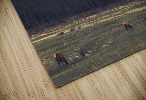 Grazing Elk Brent Gudenschwager puzzle