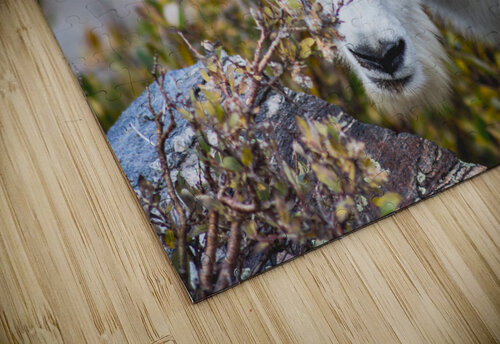 Mountain Goat Brent Gudenschwager puzzle