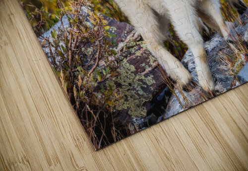 Mountain Goats Brent Gudenschwager puzzle