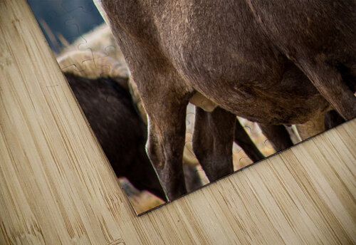 Bighorn Sheep Brent Gudenschwager puzzle