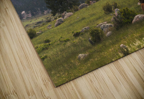 Mountain Elk Brent Gudenschwager puzzle