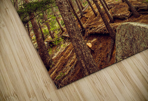 Forest Brent Gudenschwager puzzle