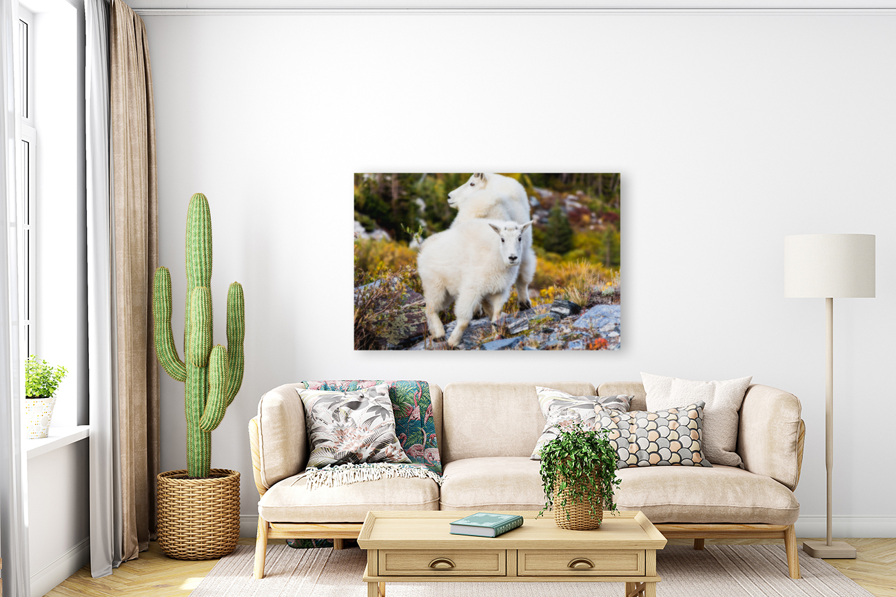 Mountain Goats Reproduction