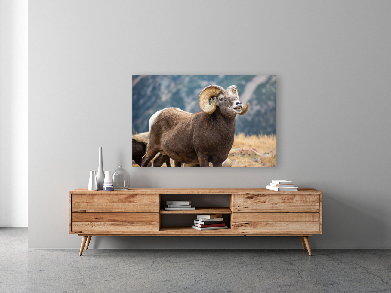 Bighorn Sheep Reproduction
