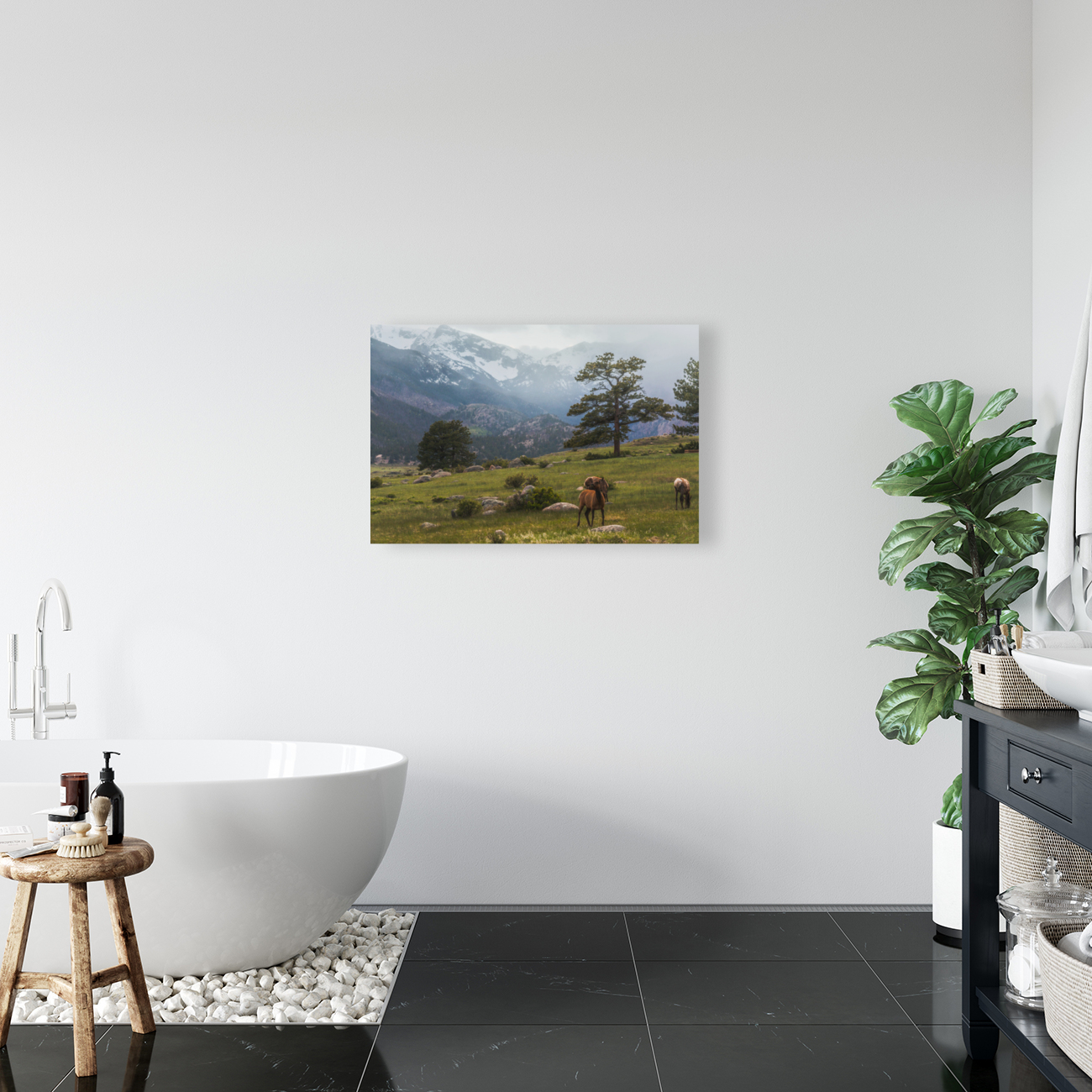 Mountain Elk Reproduction