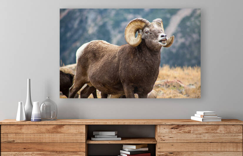 Bighorn Sheep Reproduction