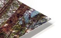 Forest HD Metal print