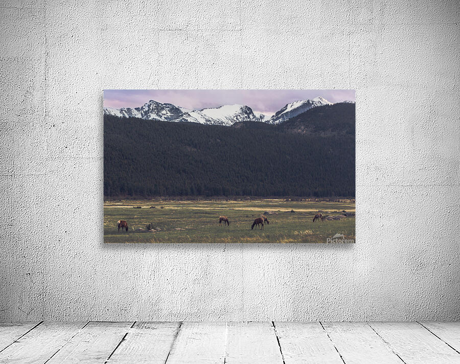 Grazing Elk Wall Preview