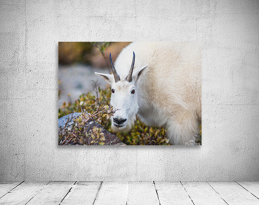 Mountain Goat Wall Preview