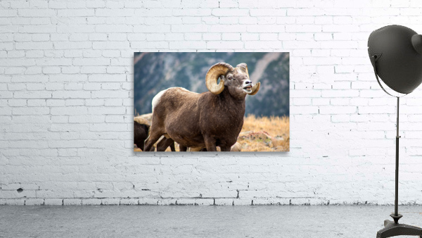 Bighorn Sheep Wall Preview