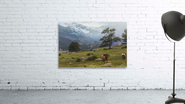 Mountain Elk Wall Preview