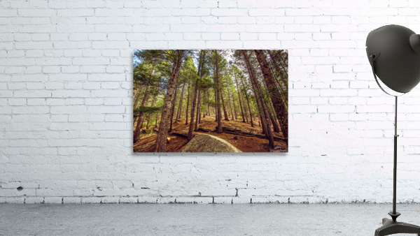 Forest Wall Preview