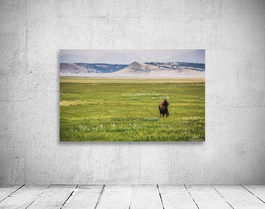 Buffalo Breeze Wall Preview