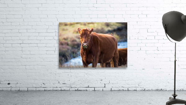 Rough Day Cow Wall Preview