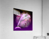 DripDrop Dolphin Acrylic Print
