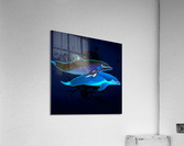 2Blue Dolphins Acrylic Print
