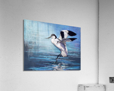 scale off by wing. Acrylic Print