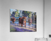 curly spans out Acrylic Print