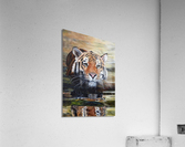 faze in gaze Acrylic Print