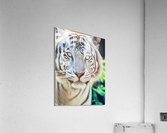 brows of grows Acrylic Print