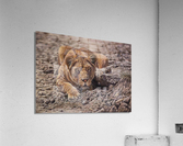 crawl in raw attack Acrylic Print