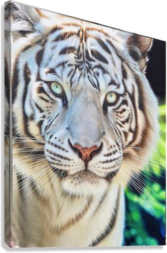 brows of grows Canvas Print