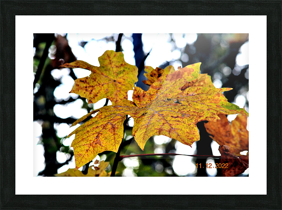 Fall Picture Frame print