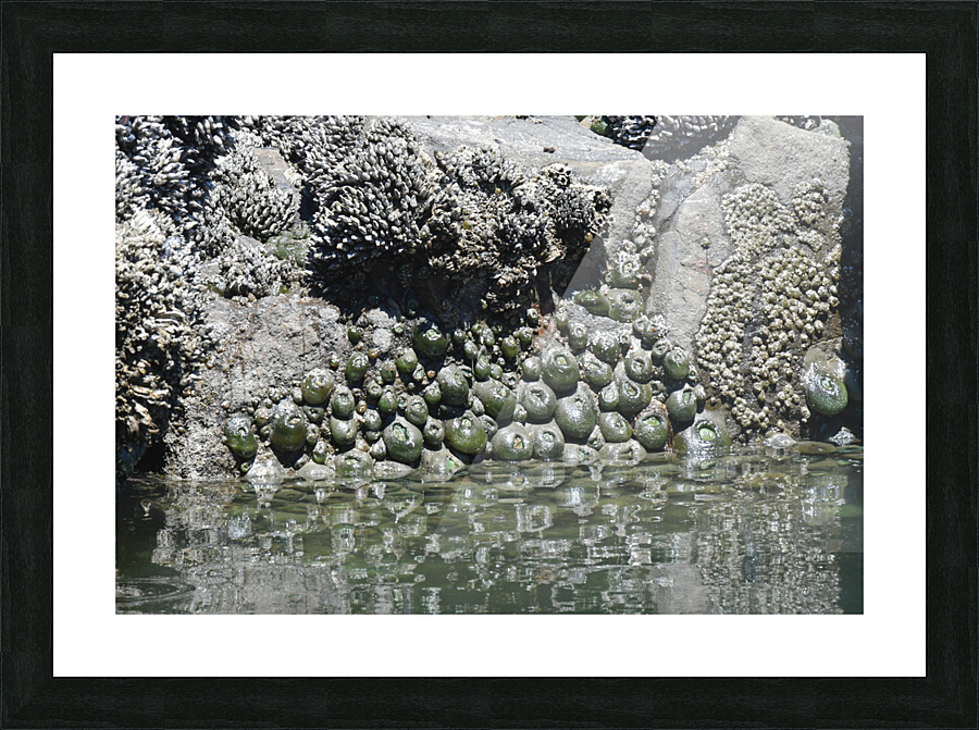 Sea Creatures Picture Frame print