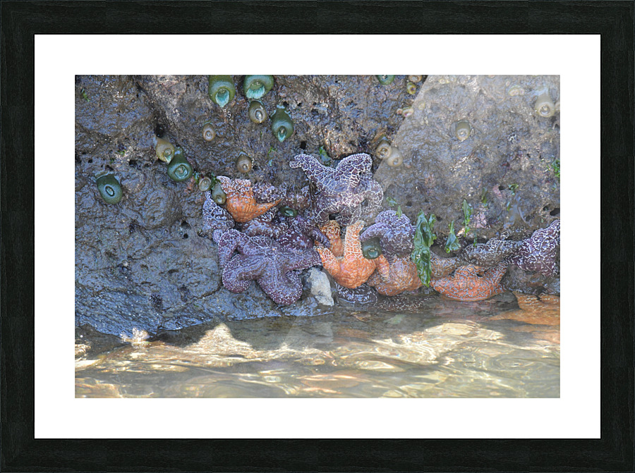 Starfish Picture Frame print