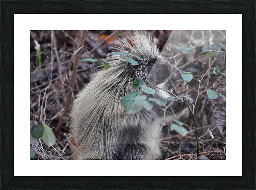 Pork 4 Picture Frame print