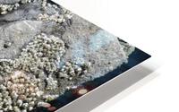 Sea Creatures HD Metal print