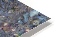 Starfish HD Metal print