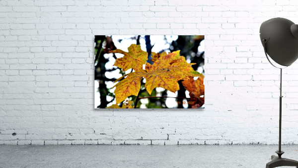 Fall Wall Preview