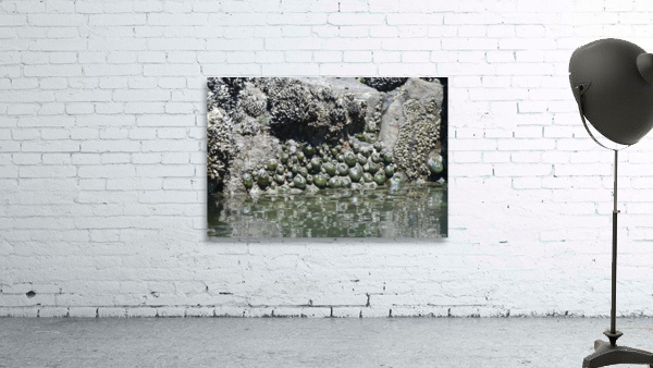 Sea Creatures Wall Preview