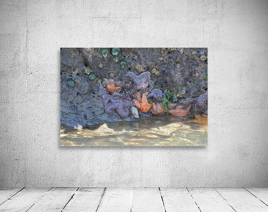 Starfish Wall Preview