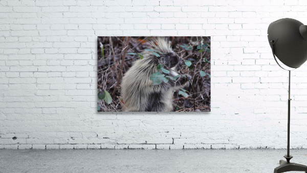 Pork 4 Wall Preview