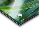 Rain and Grass Acrylic print