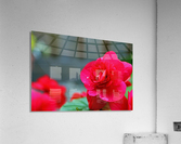 Red Water Acrylic Print