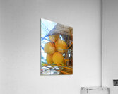 Jamaican Coconuts Acrylic Print
