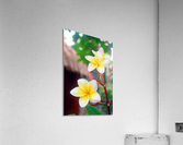 Frangipani - Belize Acrylic Print