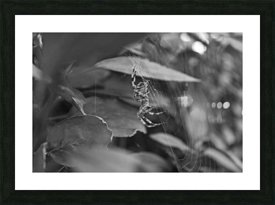 Creepy Crawly B&W Picture Frame print