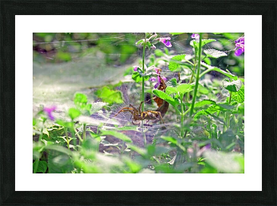 A Spider Crawling Picture Frame print