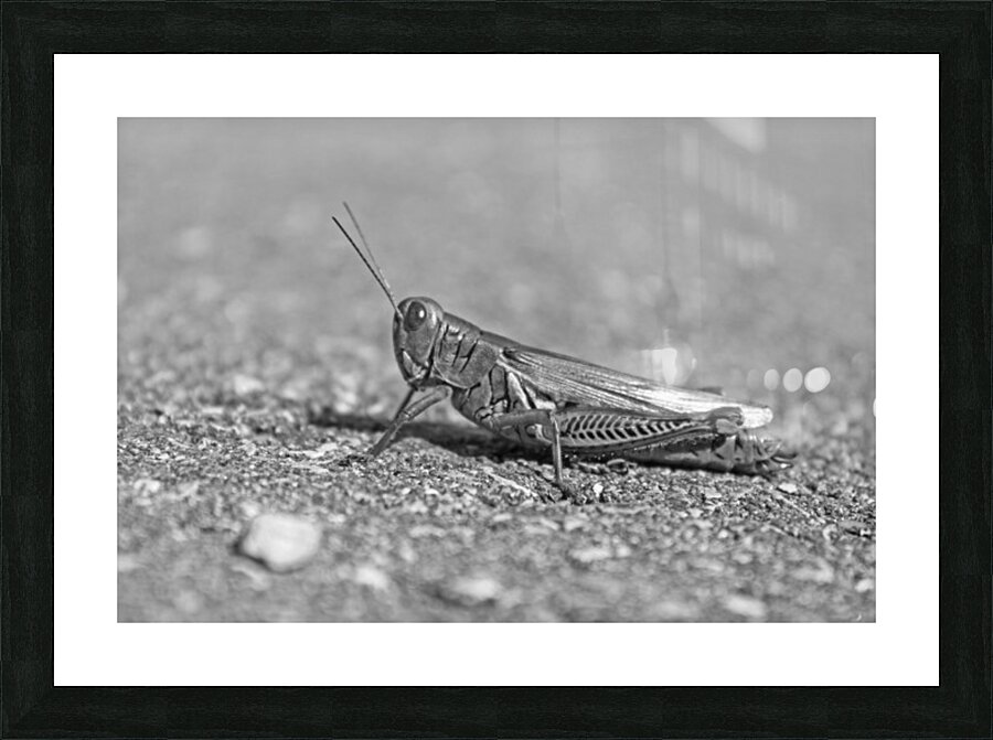 Grasshopper B&W Picture Frame print