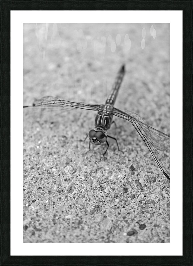 Evinrude - Dragonfly B&W Picture Frame print