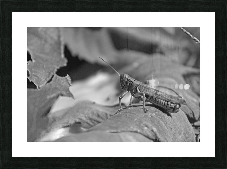 Chilling Grasshopper B&W Picture Frame print